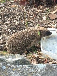 A visitor