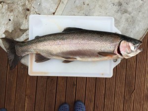 Dinner, Lake Alexandrina