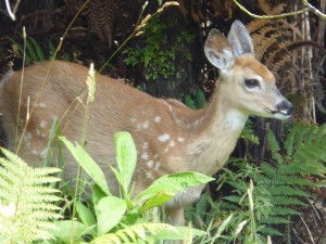 Whitetail Deer