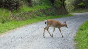 Whitetail Deer