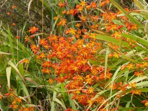 Stewart Island