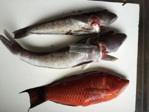 Catch of the Day