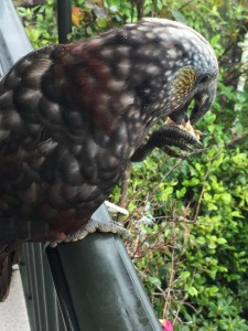 Kaka, Stewart Island