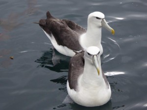 Mollyhawk Albatross