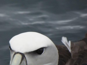 Mollyhawk Albatross