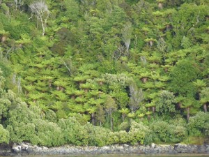 Native Forest