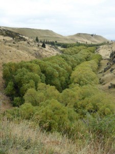 Central Otago Rail Trail