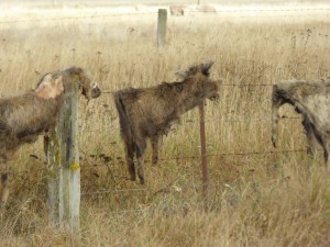 Wildschweinfelle