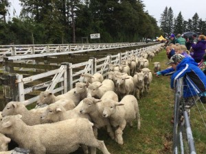 Counting Sheep, Methven