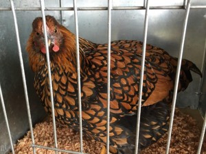 Golden Laced Wyandotte Chicken, Methven