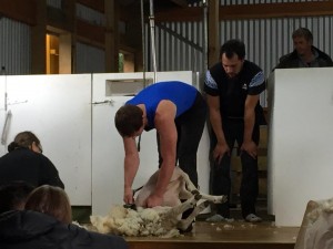 Sheep shearing competition, Methven