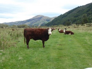 Road block, Cattle Flat Station