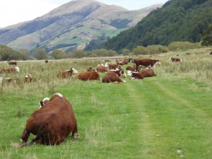 Road block, Cattle Flat Station