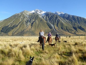 Cattle Drive up the Dobson Valley
