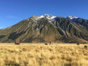 Cattle Drive, Dobson Valley