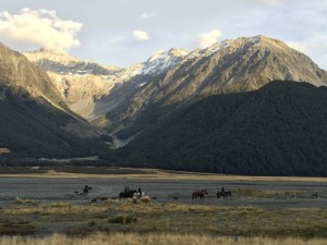 Cattle driving, Glen Lyon Station, Dobson Valley