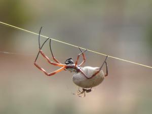 Wildlife