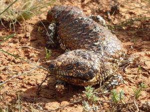 Western Bobtail