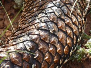 Western Bobtail