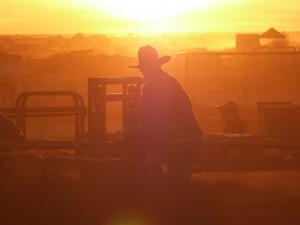 Nullarbor Muster
