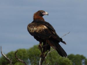 Wildlife