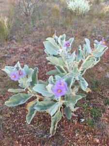 Goongarrie NP