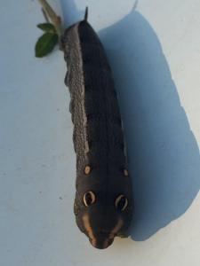 Huge caterpillar