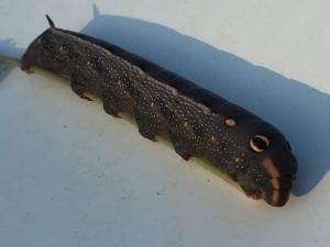 Mega-Raupe