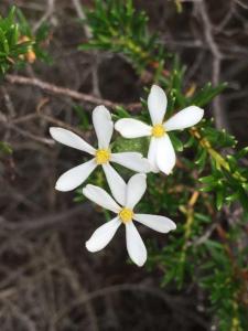 Cape Le Grand NP