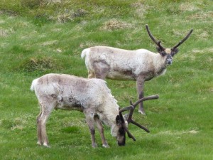 Rudolph 