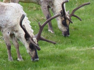 Rudolph 