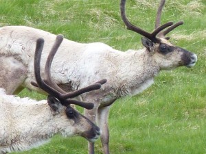 Rudolph  