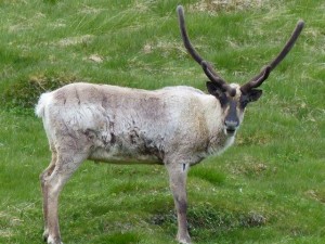 Rudolph    
