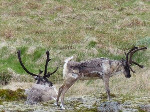 Rudolph      