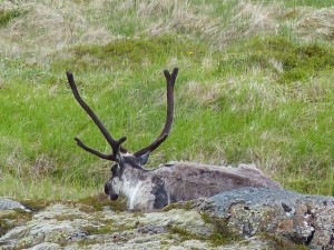 Rudolph      