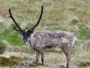Rudolph      