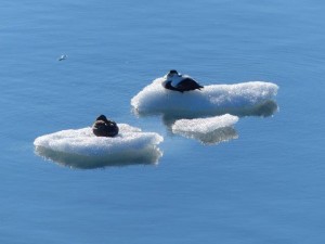 Jökulsarlon  