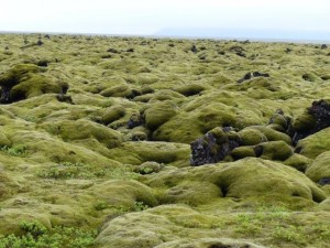 Moss & Lava    