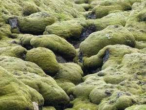   Moss on Lava 