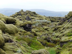   Lava under Moss 