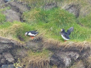 Puffins  
