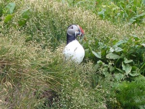 Puffins  