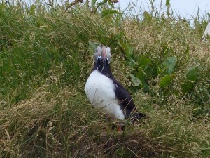 Puffins  