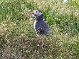 Puffins  