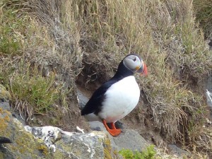 Puffins  