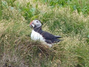 Puffins  