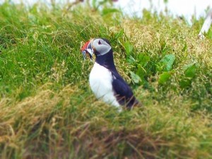 Puffins  