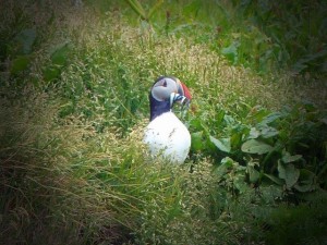 Puffins  