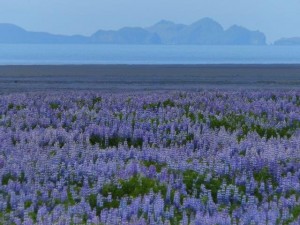 Vestmannaeyjar Inseln in the back