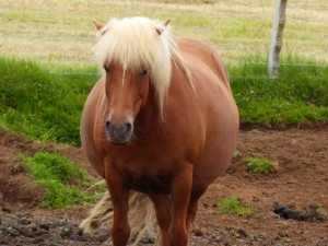 Nicki Minaj of Iceland? 